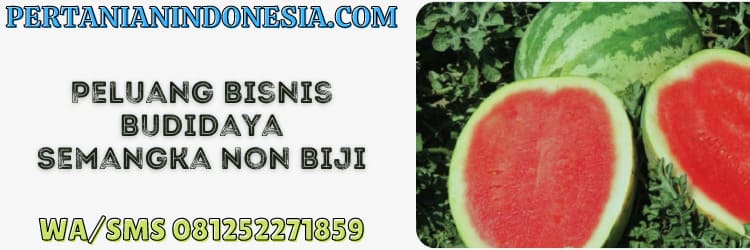 peluang bisnis,agrobisnis,agribisnis,bertani,bercocok tanam,tanaman semangka